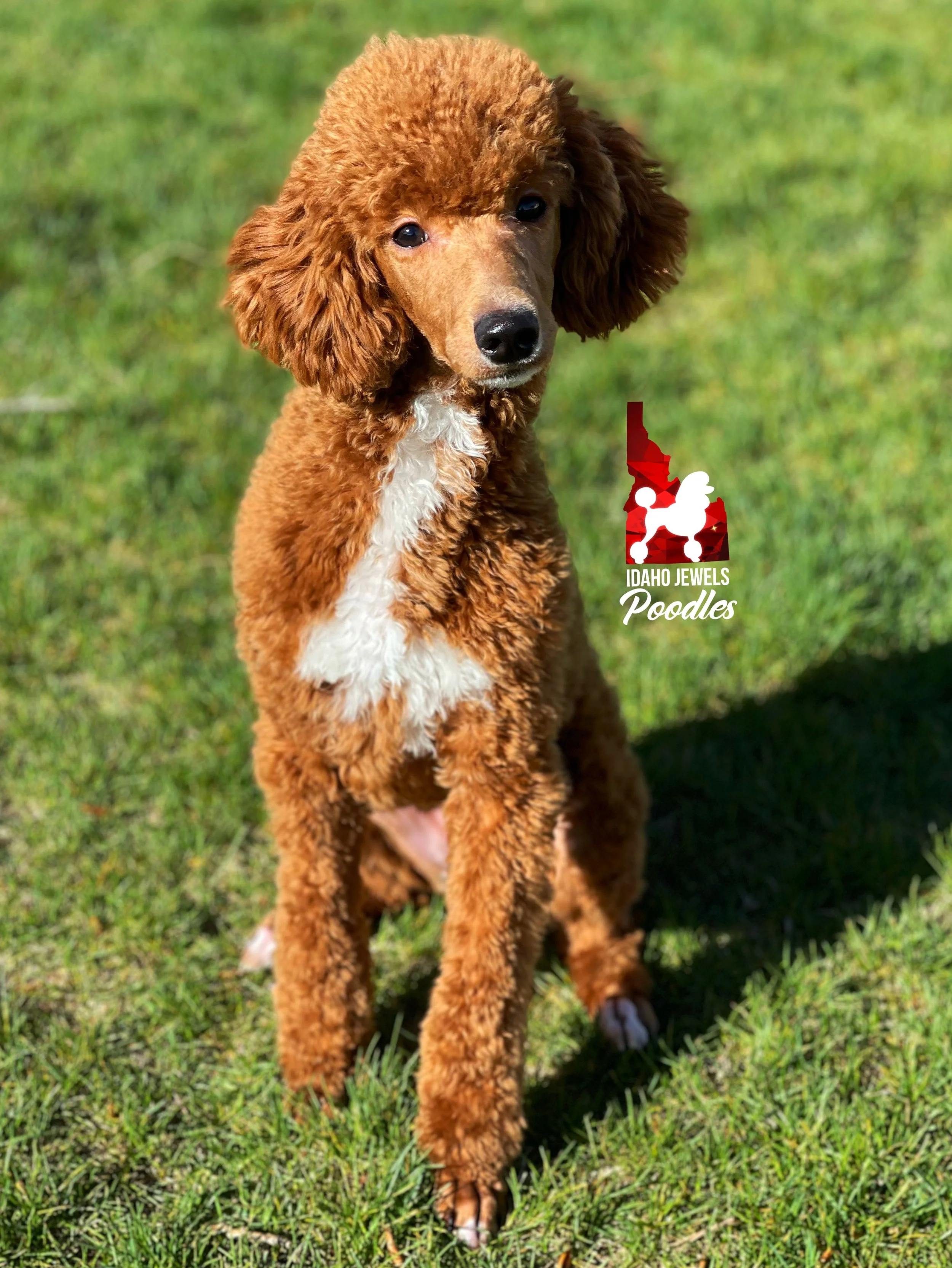 プードル イン アメリカ Poodles in America Idaho Jewels Poodles — Meet Foxy